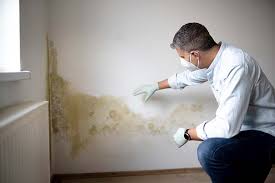 Best Emergency Mold Remediation  in Edneyville, NC